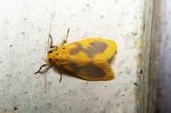 Miltochrista undulata