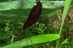 Matrona basilaris