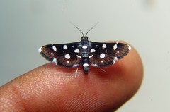 Bocchoris inspersalis