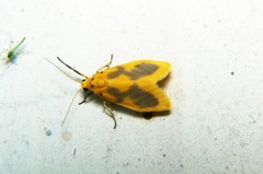 Miltochrista undulata
