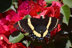Papilio garamas garamas