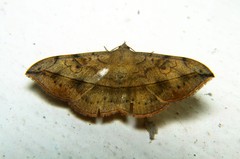 Anticarsia irrorata