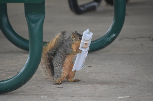 Eastern Fox Squirrel (Sciurus niger), a species recorded in Ohio