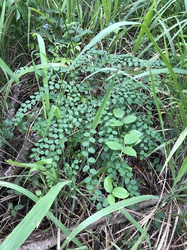 Wand Jaboncillo (Securidaca virgata)
