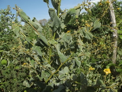 Abutilon trisulcatum