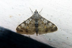 Dysallacta negatalis