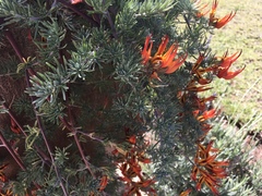 Lotus berthelotii