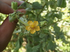 Abutilon trisulcatum