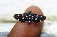 Bocchoris inspersalis