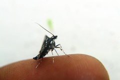 Bocchoris inspersalis