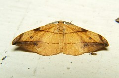 Hypochrosis hyadaria