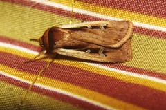 Ochropleura