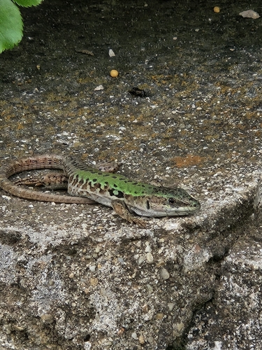 Italian Wall Lizard