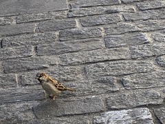 Passer domesticus