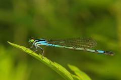 Agriocnemis clauseni