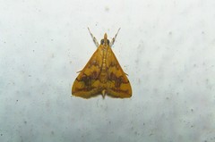 Pyrausta phoenicealis