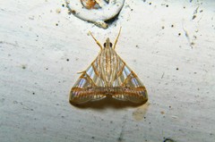 Agrioglypta