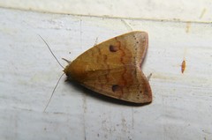 Maurilia