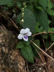 Asystasia intrusa