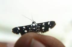 Bocchoris inspersalis