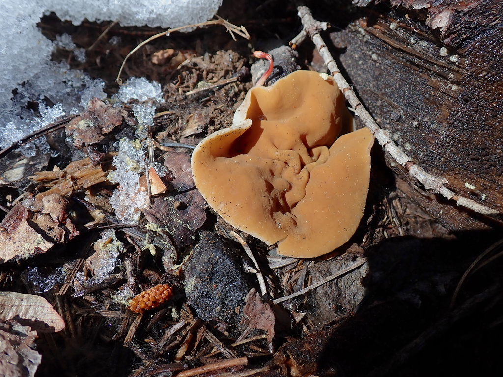 Maublancomyces sp. 'olympianus-PNW01'