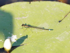 Austrocnemis splendida