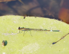 Austrocnemis splendida