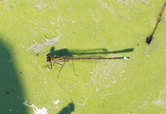 Austrocnemis splendida