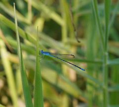 Pseudagrion cingillum