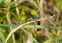Pseudagrion cingillum