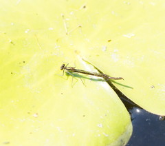 Austrocnemis splendida