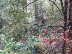 Phyllocladus trichomanoides