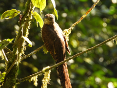 Barred Long-Tailed Cuckoo photo 4
