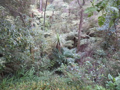 Phyllocladus trichomanoides