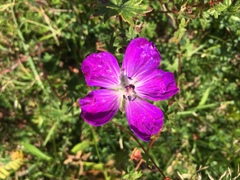 Geranium sanguineum