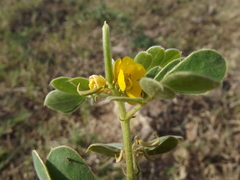 Senna apiculata
