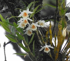 Dendrobium longicornu
