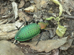 Carabus smaragdinus
