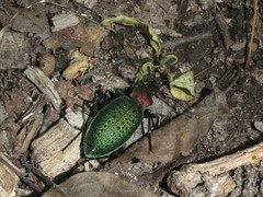 Carabus smaragdinus