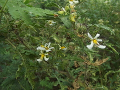 Solanum grayi