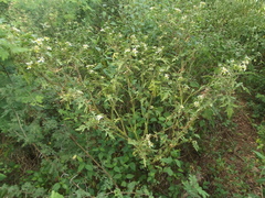 Solanum grayi