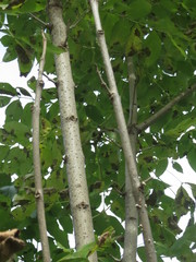 Fraxinus mandshurica