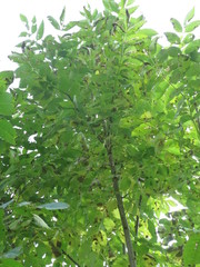 Fraxinus mandshurica