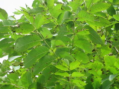 Fraxinus mandshurica