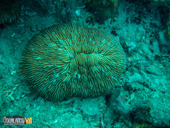 Pleuractis taiwanensis