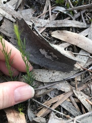Platysace heterophylla