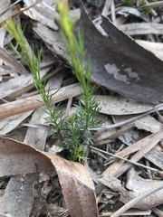 Platysace heterophylla