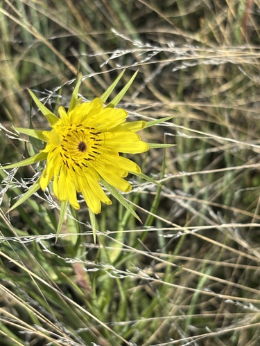 Yellow Salsify