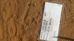 Hyaena hyaena