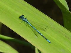 Coenagrion puella